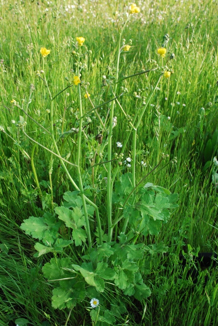 Ranunculus velutinus / Ranuncolo vellutato